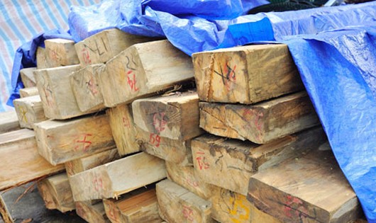Ảnh gỗ thu được thu về tại Ban quản lý rừng phòng hộ Kỳ Sơn