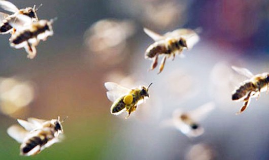 14 người bị ong tấn công khi đi thắp hương ở nghĩa trang