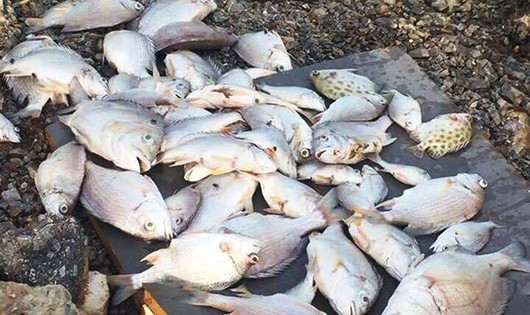 Cá chết hàng loạt trên sông Hoàng Mai chưa rõ nguyên nhân. 