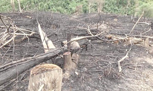 Khu vực rừng bị chặt phá (ảnh Đài phát thanh truyền hình Quỳ Hợp)