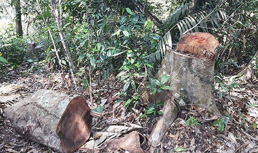 Cửa rừng bị đóng nhưng Nghệ An vẫn xảy ra nhiều vụ phá rừng nghiêm trọng. 