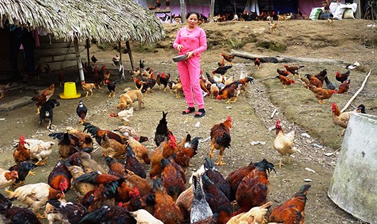 Trang trại gà của chị Huyền là một mô hình lớn của địa phương đem lại hiệu quả kinh tế cao.