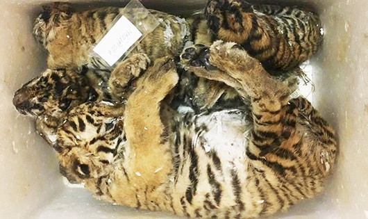 5 cá thể hổ đã chết được phát hiện trên xe ô tô.