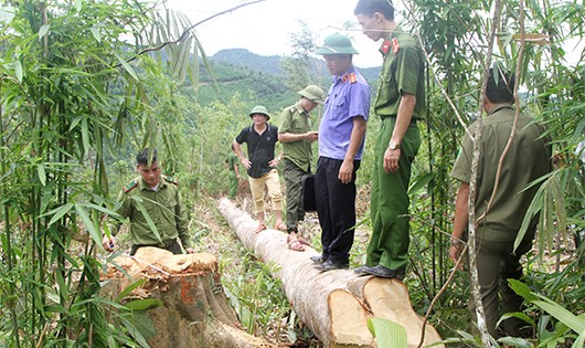 Hiện trường lực lượng chức năng phát hiện nhiều cây gỗ lớn bị chặt hạ.