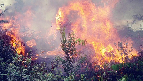 Cháy rừng trên địa bàn Nghệ An và các tỉnh miền Trung đang diễn biến phức tạp, một người tử vong trong lúc tham gia chữa cháy rừng
