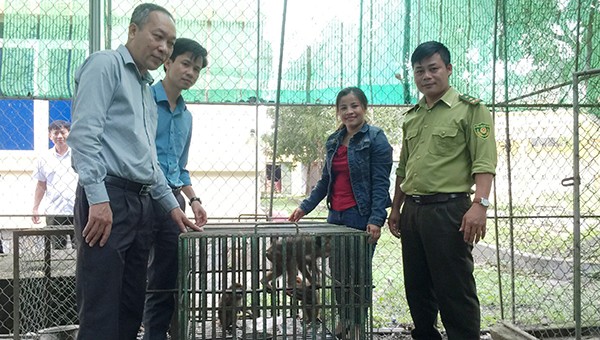 Cá thể khỉ vàng quý hiếm được gia đình bàn giao cho Vườn Quốc gia Vũ Quang chăm sóc.