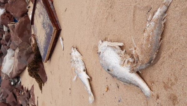 Cá chết bất thường dạt vào bãi biển xã Nghi Thiết chưa rõ nguyên nhân.