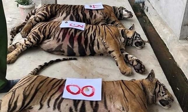 17 con hổ nuôi nhốt trái phép được phát hiện tại Yên Thành (Nghệ An).