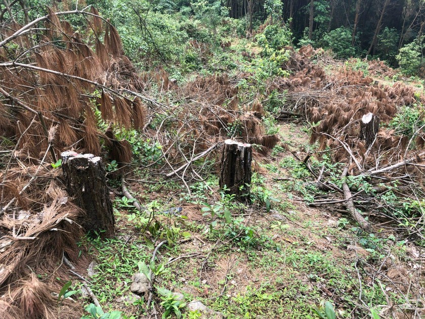 188 cây thông tại khu rừng phòng hộ bị chặt phá tan hoang, 