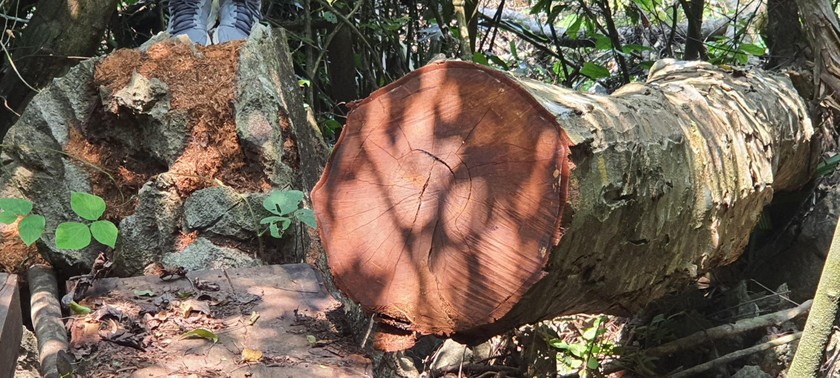 Một cây gỗ lớn bị đốn hạ chưa đưa ra khỏi rừng