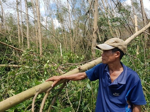 Hà Tĩnh hỗ trợ thu mua gỗ rừng trồng gãy đổ do bão