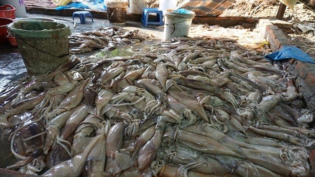 Xưởng sơ chế cá mực bị cảnh sát kiểm tra nằm ngoài bãi sông Hồng. Ảnh: Việt Đức.