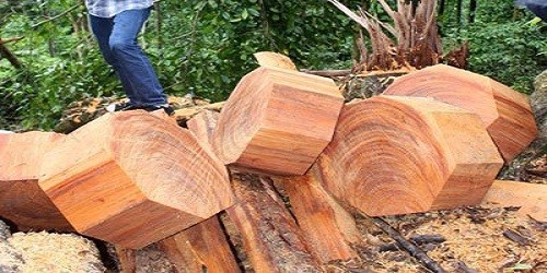 Cán bộ công an mua gỗ được phép khai thác cũng phạm tội... phá rừng?