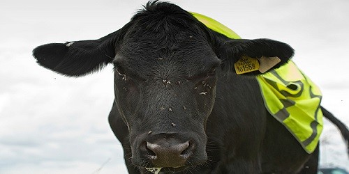 Anh: Kiến nghị mặc áo phản quang cho bò