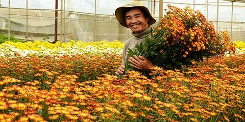 Nông dân  thu hoạch hoa cúc ở Đà Lạt.