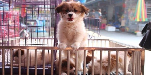 Những con chó tại chợ Trung Quốc.