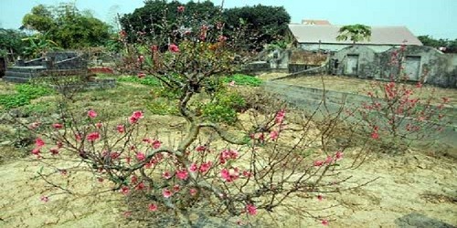 Vườn đào ở thôn La Cả (phường Dương Nội, quận Hà Đông, Hà Nội).