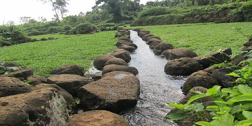 Mạch nước quanh năm cứ đổ về các khu ruộng.