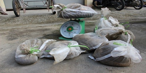 7 cá thể tê tê tịch thu từ một vụ buôn lậu trên địa bàn tỉnh Nghệ An.