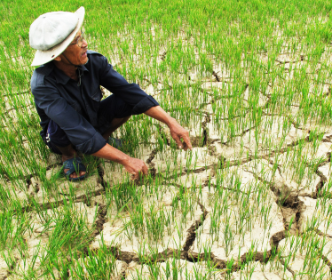 Nông nghiệp tăng trưởng thấp là một trong những nguyên nhân ADB hạ dự báo tăng trưởng của Việt Nam