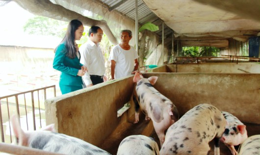 Nhân viên Kienlongbank thăm hỏi các hộ chăn nuôi heo đang có khoản vay tại ngân hàng