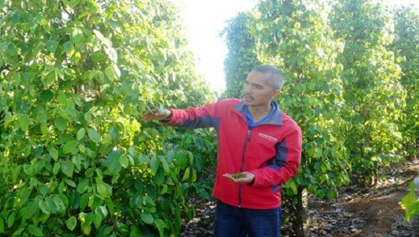 Anh Nguyễn Tấn Công – Chủ tịch HĐQT HTX Nông nghiệp và Dịch vụ Nam Yang và vườn tiêu hữu cơ xanh tốt trong khi các vườn tiêu thông thường chết vàng vì sâu bệnh…