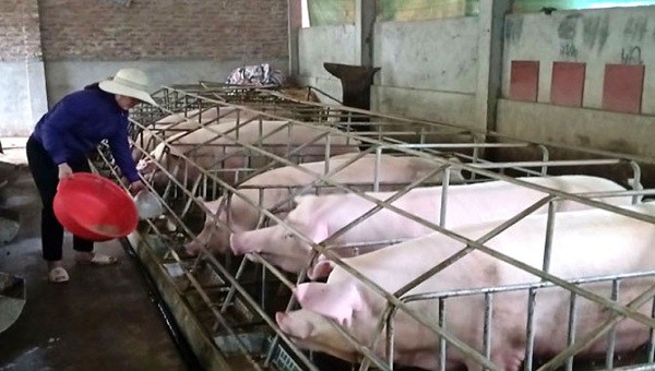 Bộ NN&PTNT đề nghị các địa phương tổ chức rà soát, kiểm soát giá bán lợn thịt và thịt lợn tại địa phương mình.