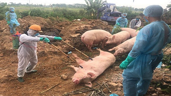 Từ đầu năm 2020 đến nay, cả nước đã tiêu hủy gần 4.000 con lợn vì DTLCP