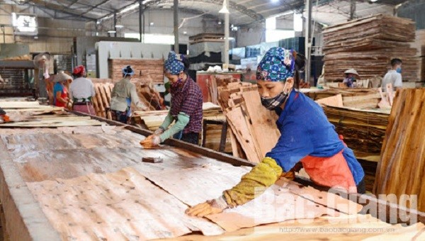 Cảnh báo rủi ro trong xuất khẩu gỗ dán