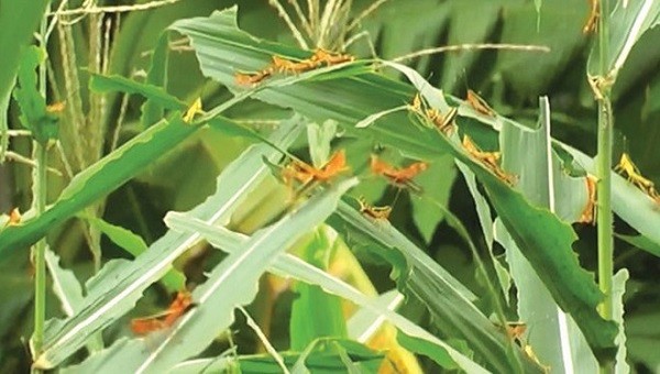 Châu chấu tre lưng vàng từng xuất hiện và tàn phá cây trồng ở Cao Bằng.