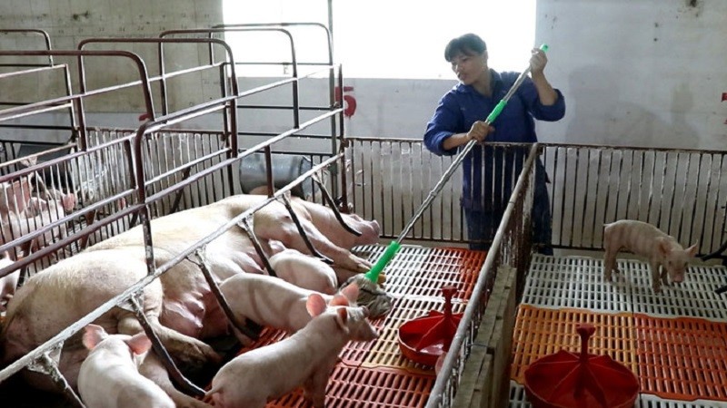Tổng đàn lợn đã đạt gần 82% so với trước khi có dịch bệnh