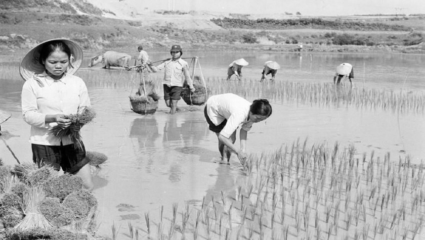 Thu hoạch tại HTX Cao Phong, tỉnh Vĩnh Phú  năm 1985.