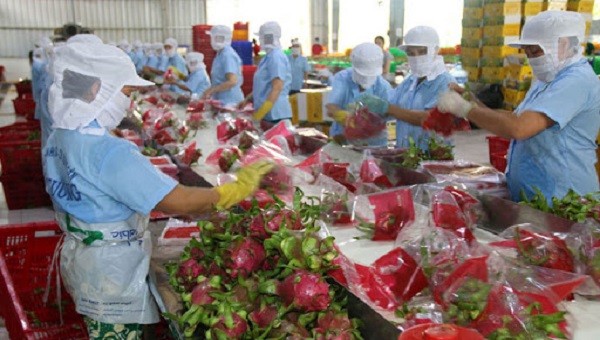 Việt Nam có lợi thế và tiềm năng để đẩy mạnh sản xuất, chế biến rau củ phục vụ nhu cầu tiêu dùng trong nước và xuất khẩu. 
