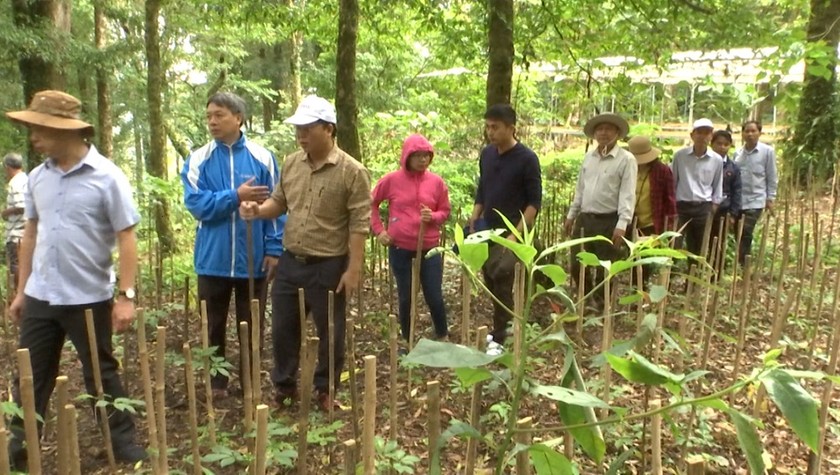 Lãnh đạo tỉnh Quảng Nam thăm vườn sâm Ngọc Linh tại huyện Nam Trà My.