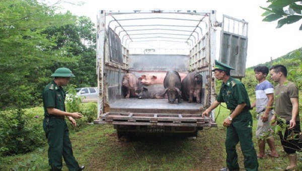 Lực lượng Biên phòng tỉnh Quảng Ninh xử lý một vụ buôn lậu lợn qua biên giới.