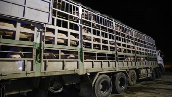 “Lợn nhập khẩu chưa qua kiểm dịch được “phù phép” về thẳng lò mổ” (ảnh báo Lao động)
