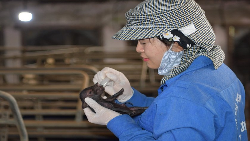 Lần đầu tiên tại Việt Nam nhân bản thành công lợn Ỉ từ tế bào soma mô tai