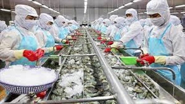 Các cơ sở chế biến thủy sản xuất khẩu sang Trung Quốc cần chủ động có biện pháp ứng phó phù hợp khi Cảng Trạm Giang (Trung Quốc) tạm ngừng nhập khẩu thực phẩm đông lạnh. Ảnh minh họa
