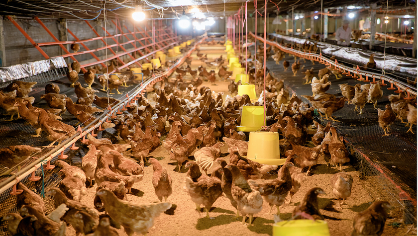 Trại nuôi gà đẻ trứng thương phẩm theo phương thức không sử dụng chuồng lồng tại Công ty Chăn nuôi Năm Hưởng.
