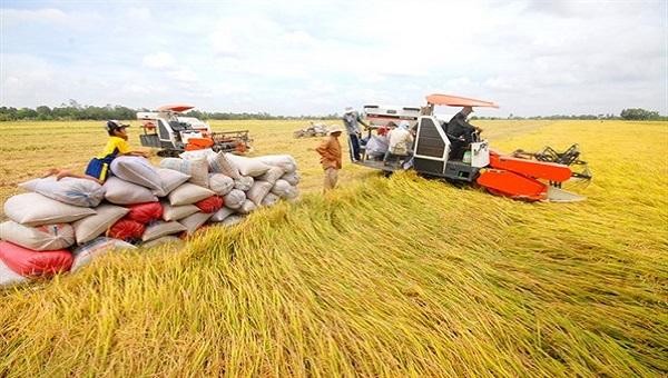 Ngành nông nghiệp đề nghị Chính phủ tăng thu mua dự trữ lúa hè thu