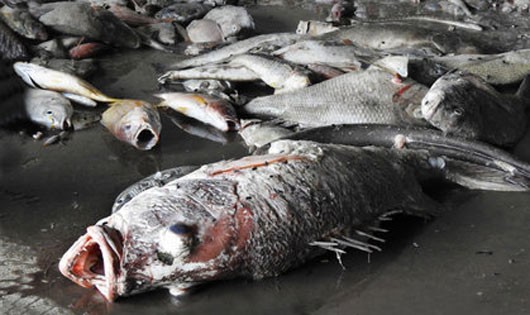 Chính phủ ra Công điện nghiêm cấm tiêu thụ cá biển chết bất thường