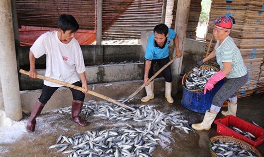 Bộ Y tế thông tin về chất lượng hải sản 4 tỉnh miền Trung