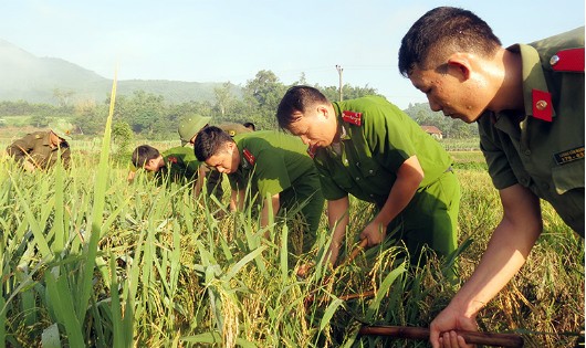Lực lượng vũ trang huyện Ba Chẽ, Quảng Ninh, giúp nhân dân thu hoạch lúa "chạy bão". Ảnh: Báo Quảng Ninh.