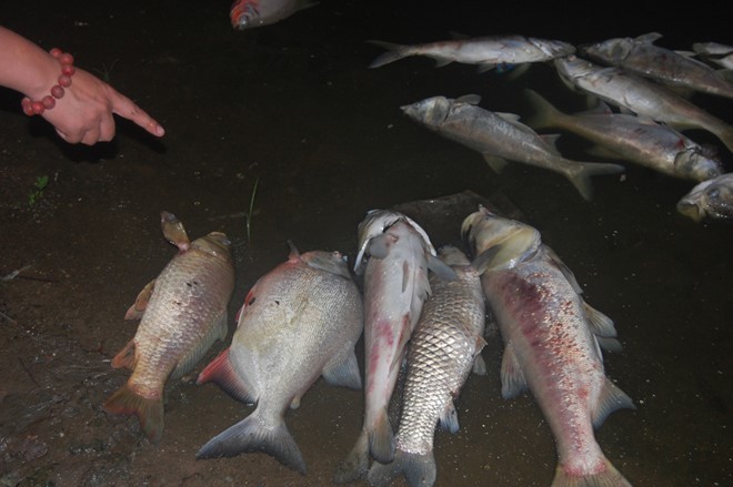 Cá chết hàng loạt, bất thường ở hồ Linh Đàm đếm 26/10. Ảnh: Bảo Lâm.