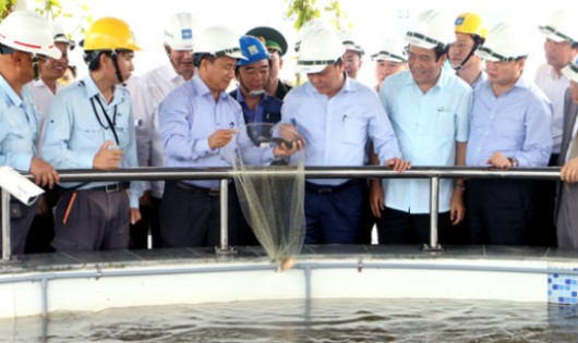 Thủ tướng Chính phủ Nguyễn Xuân Phúc cùng đoàn kiểm tra thị sát bể nuôi cá sinh thái chứa nước thải đã xử lý tại FHS.