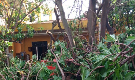 Cây cối gãy đổ do bão số 16 tại đảo Trường Sa.