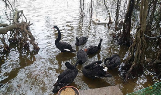 Khoảng 10 con thiên nga đen và trắng được thả thử nghiệm ở góc Hồ Gươm. Ảnh: CTV