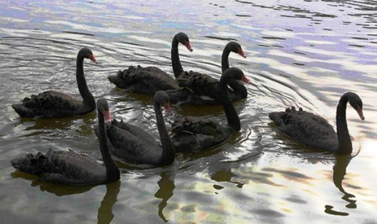 Bầy thiên nga đen có bảy con tại hồ Hoàn Kiếm. (Ảnh: Thành Đạt/TTXVN)