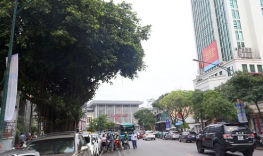 Hàng cây trên đường Trần Hưng Đạo cạnh ga Hà Nội sẽ được đánh chuyển, chặt hạ để làm nhà ga cuối cùng tuyến Metro Nhổn - Ga Hà Nội. Ảnh: Phương Sơn