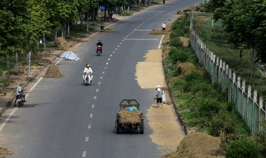 Người dân thản nhiên phơi thóc, chở lúa dưới lòng đường gom đại lộ Thăng Long, đoạn qua địa phận huyện Thạch Thất (Hà Nội). Ảnh: VietNamNet